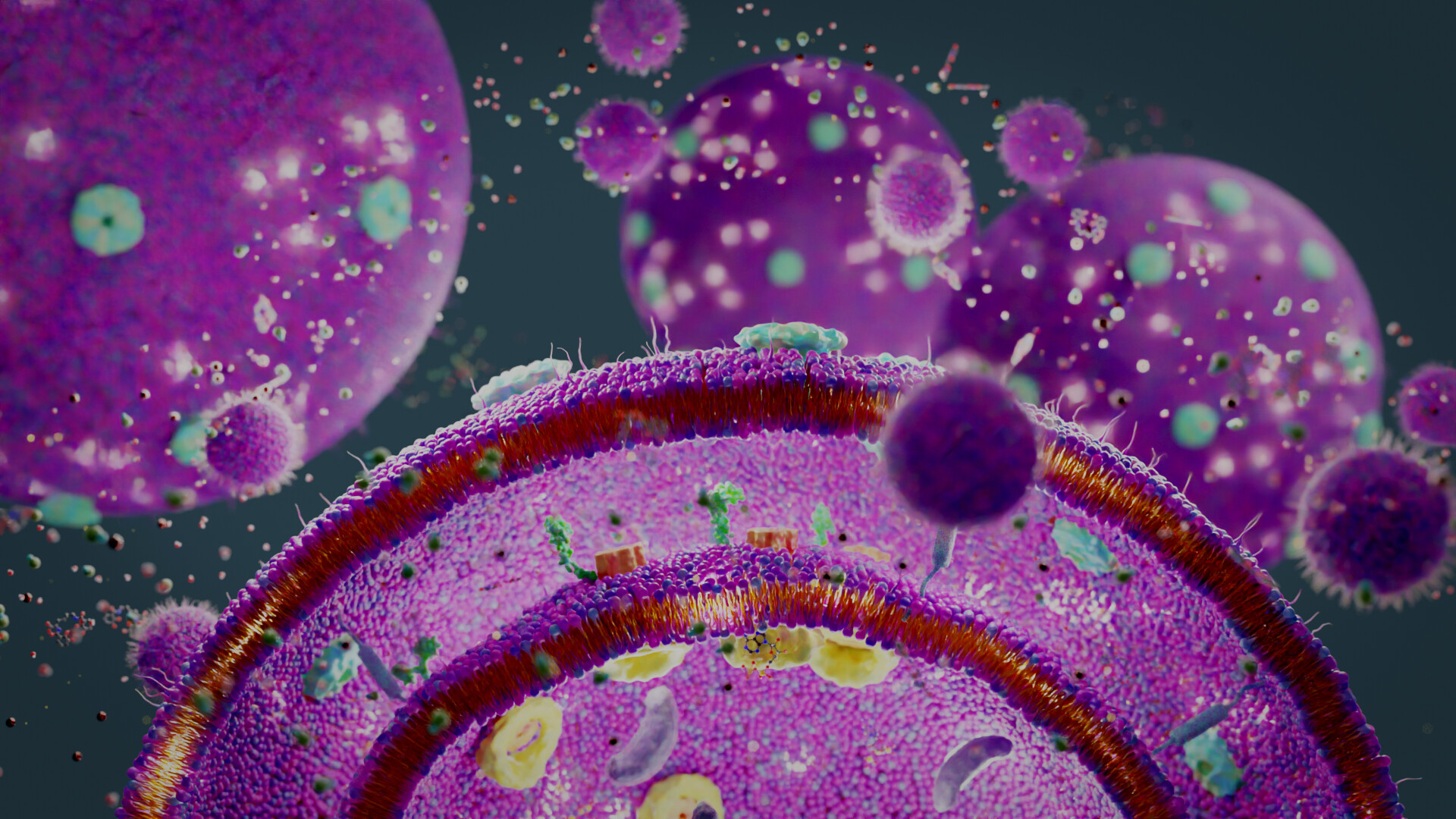 This Illustration is taken from an educational video about how gram negative bacteria process iron using siderophores. It starts by highlighting the importance of iron in bacterial growth and the scarcity of free iron in the environment. The video then goes on to explain the mechanism used by gram negative bacteria to capture and transport iron through the use of siderophores, which are specialized iron-chelating molecules. A detailed explanation of how the siderophores interact with iron and how they are transported into the bacterial cell through specific receptors is provided in a way that is easy to understand. Overall, the video is concise, informative, and provides a clear overview of the process of iron uptake in gram negative bacteria.